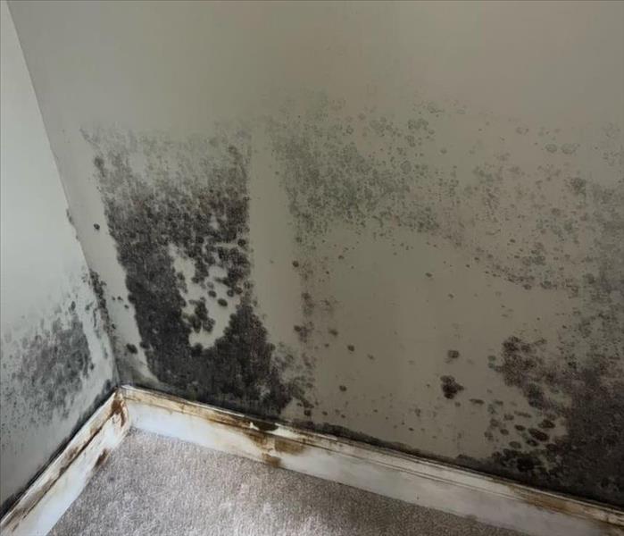 Mold Growth in Bartow County Home